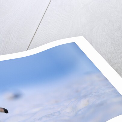 Gentoo Penguin Walking Through Snow in Antarctica by Anonymous