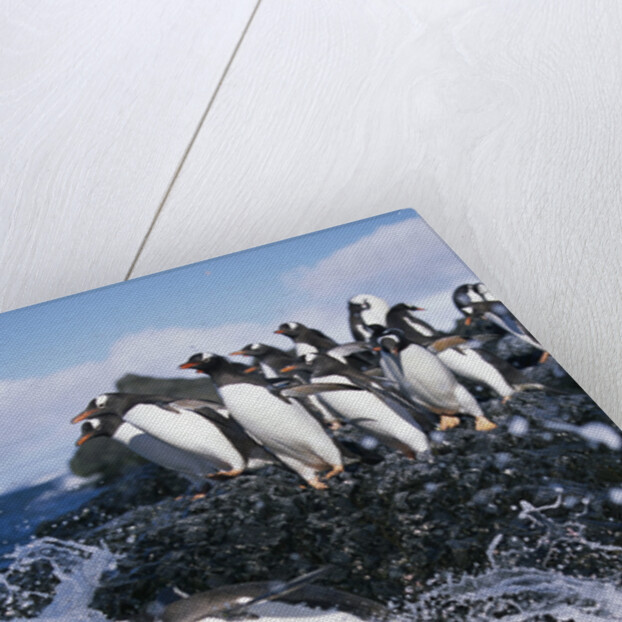 Gentoo Penguins on Livingston Island in Antarctica by Anonymous