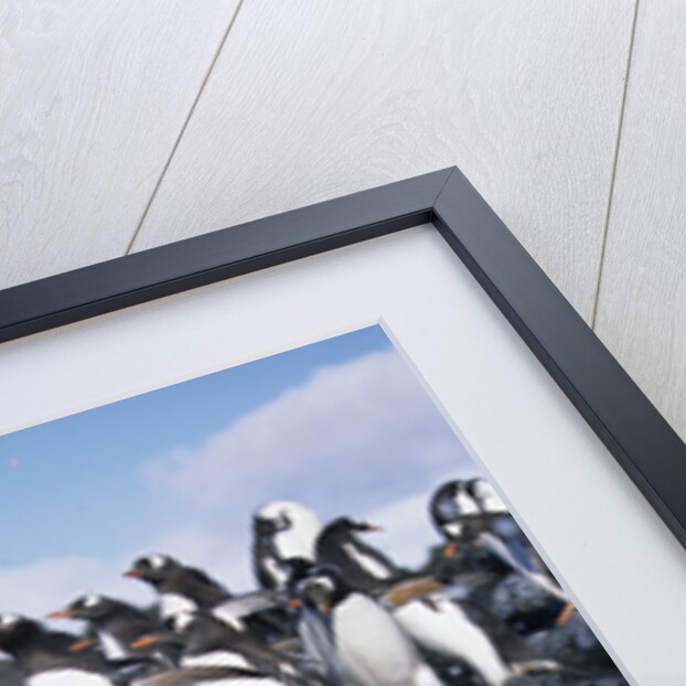Gentoo Penguins on Livingston Island in Antarctica by Anonymous