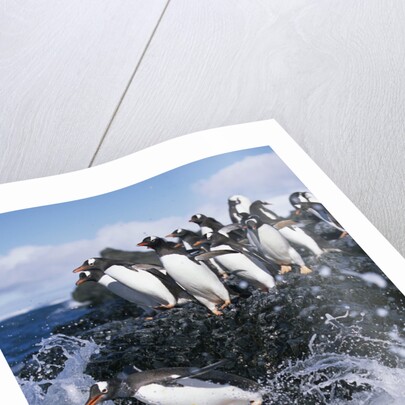Gentoo Penguins on Livingston Island in Antarctica by Anonymous