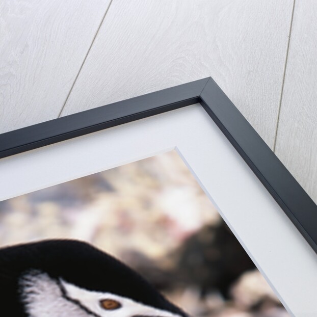 Chinstrap Penguin with Two Chicks in Antarctica by Anonymous
