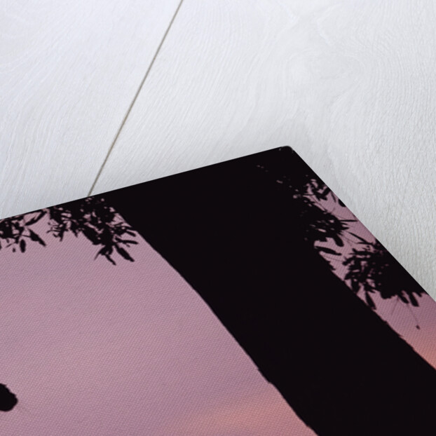 Silhouette of Leopard in Tree by Anonymous