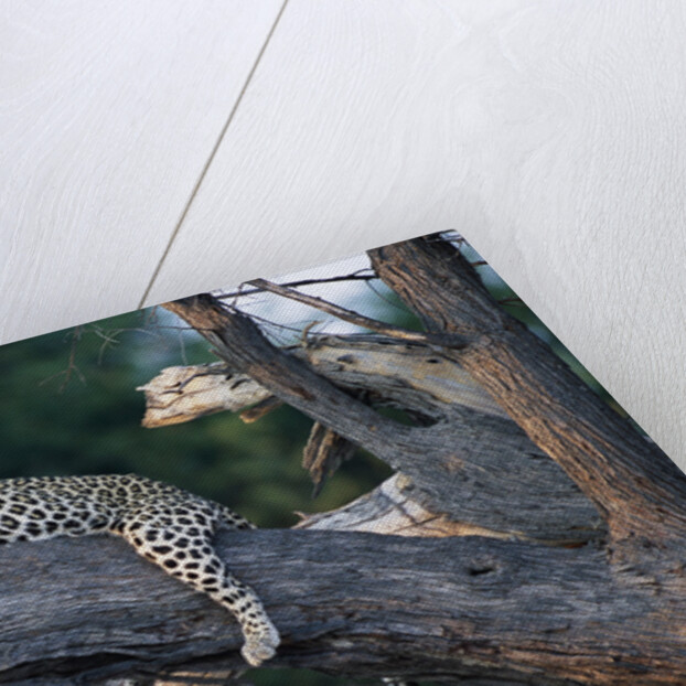 Adult Female Leopard Lying in Tree by Anonymous