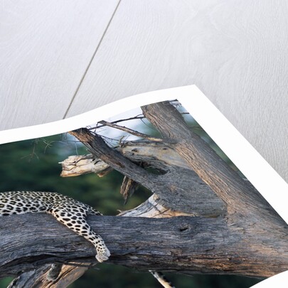 Adult Female Leopard Lying in Tree by Anonymous