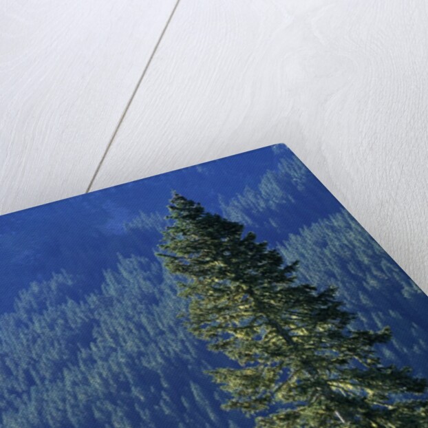 Douglas Fir in Mount Rainier National Park by Anonymous