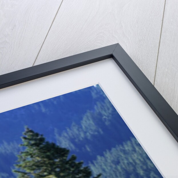 Douglas Fir in Mount Rainier National Park by Anonymous