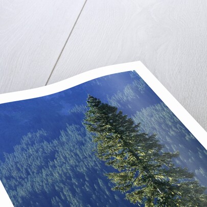 Douglas Fir in Mount Rainier National Park by Anonymous