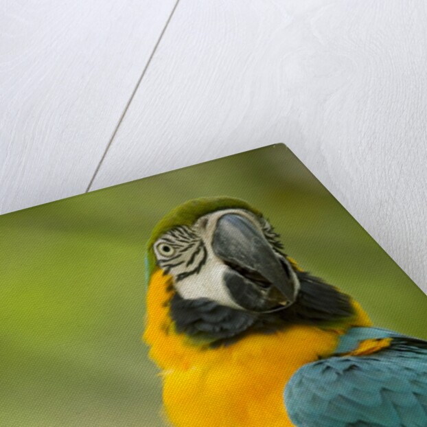Blue and Gold Macaw by Anonymous
