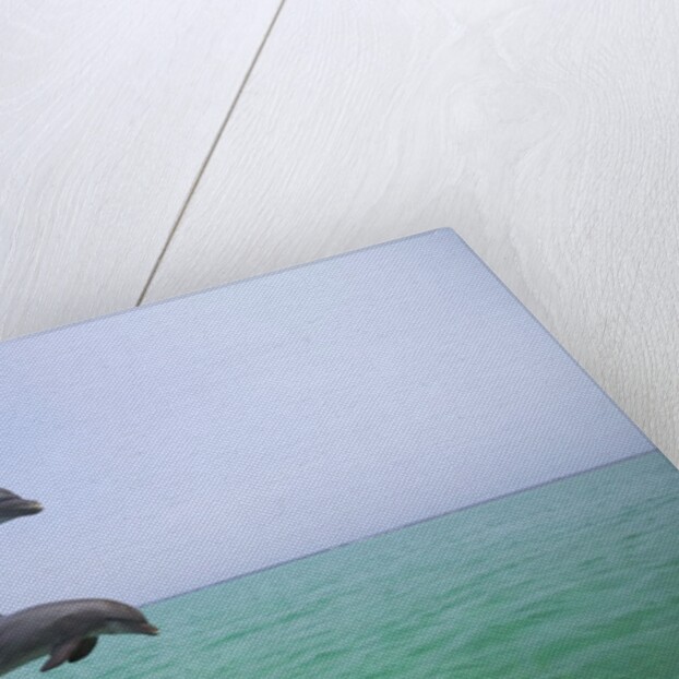 Bottlenosed Dolphins Breaching by Anonymous