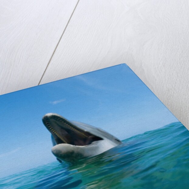 Bottlenosed Dolphin by Anonymous
