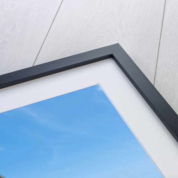 Bottlenosed Dolphin by Anonymous