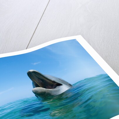 Bottlenosed Dolphin by Anonymous