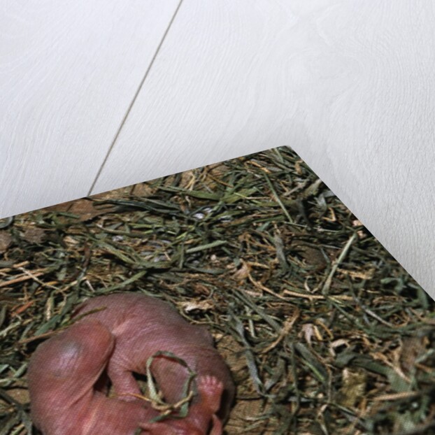 One Week Old Black-Tailed Prairie Dogs by Anonymous