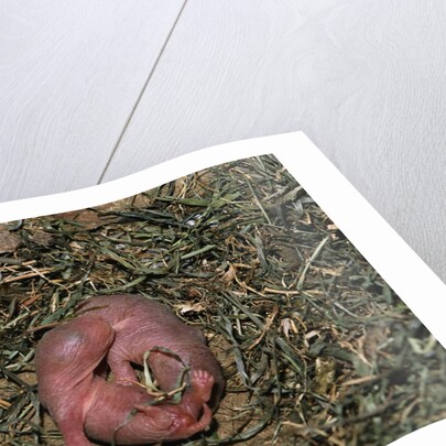 One Week Old Black-Tailed Prairie Dogs by Anonymous