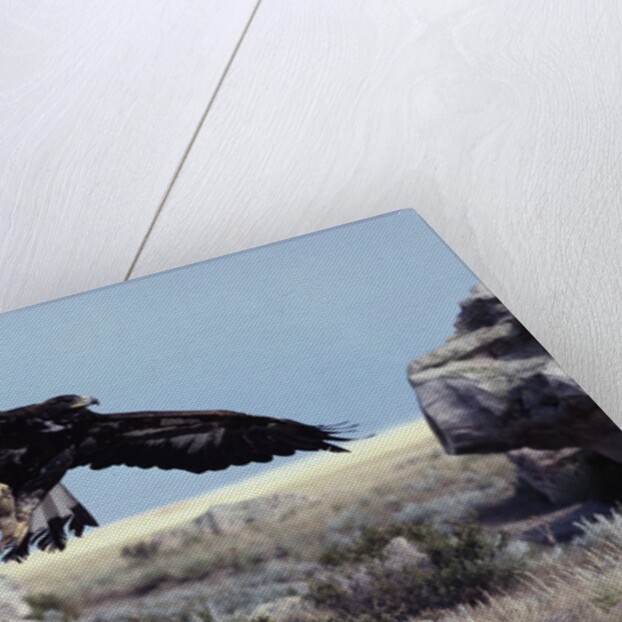 Golden Eagle with Prairie Dog by Anonymous
