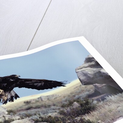 Golden Eagle with Prairie Dog by Anonymous
