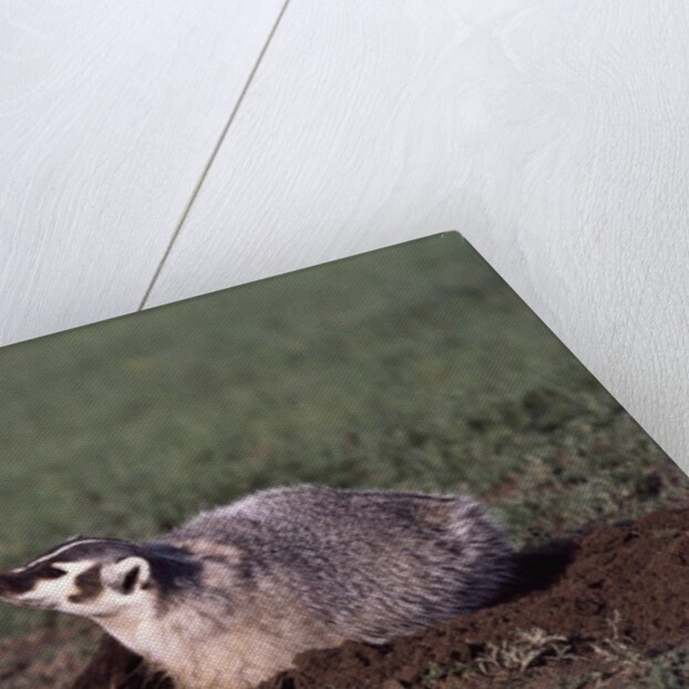 Badger Digging in Prairie Dog Hole by Anonymous