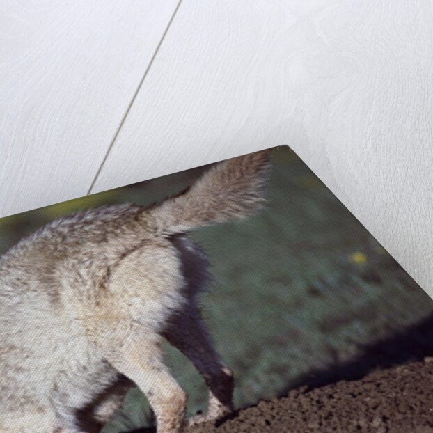 Coyote Digging in Prairie Dog Hole by Anonymous