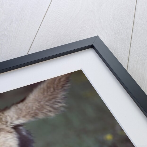 Coyote Digging in Prairie Dog Hole by Anonymous