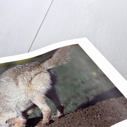 Coyote Digging in Prairie Dog Hole by Anonymous
