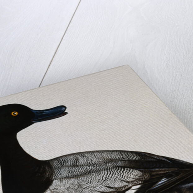 Scaup Duck by Reverend Christopher Atkinson
