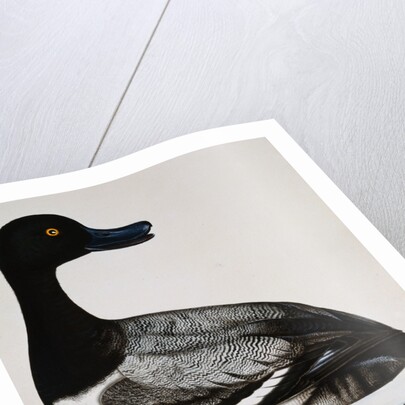 Scaup Duck by Reverend Christopher Atkinson