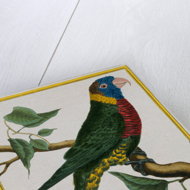 Parrot Illustration from Histoire Naturelle des Oiseaux by George Louis le Clerc Buffon