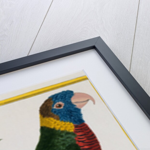 Parrot Illustration from Histoire Naturelle des Oiseaux by George Louis le Clerc Buffon
