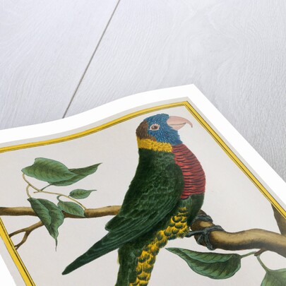 Parrot Illustration from Histoire Naturelle des Oiseaux by George Louis le Clerc Buffon