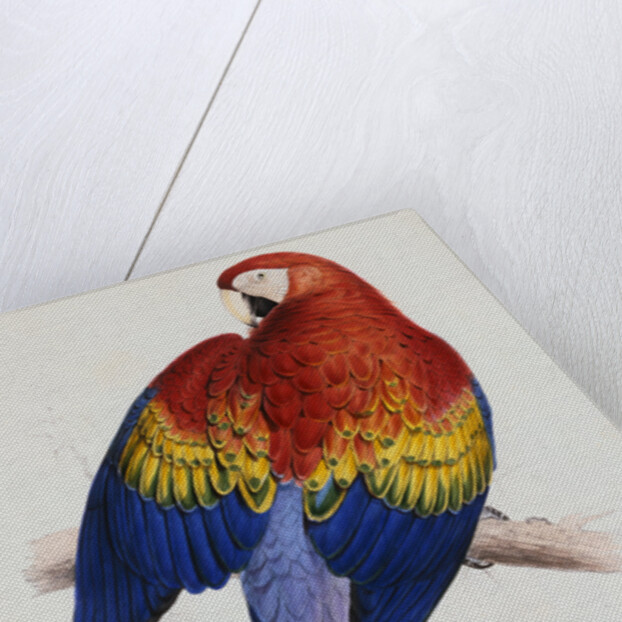 Illustration of the Family of Psittacidae or Parrots by Edward Lear