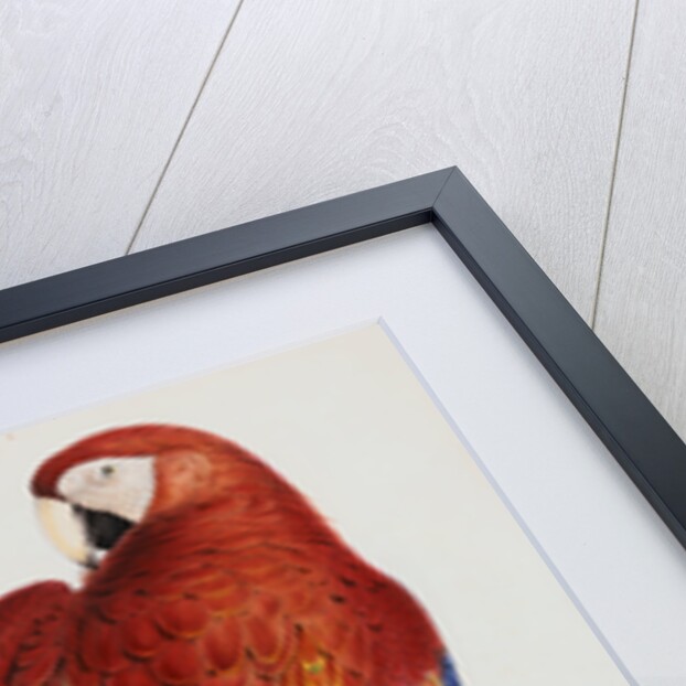 Illustration of the Family of Psittacidae or Parrots by Edward Lear