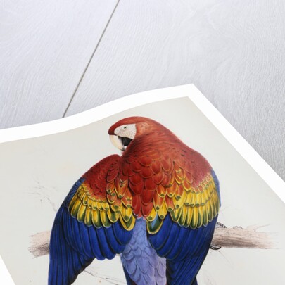 Illustration of the Family of Psittacidae or Parrots by Edward Lear