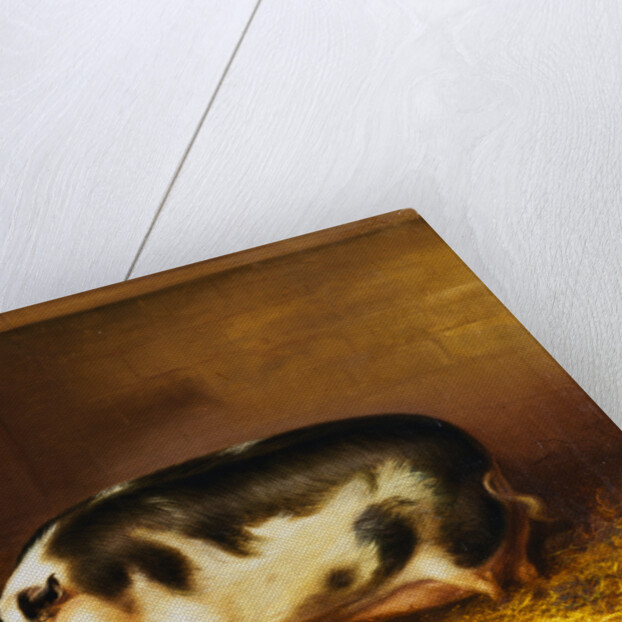 A Prize Pig in a Sty by Thomas Weaver