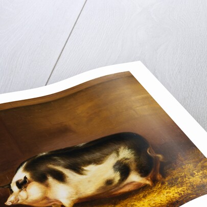 A Prize Pig in a Sty by Thomas Weaver