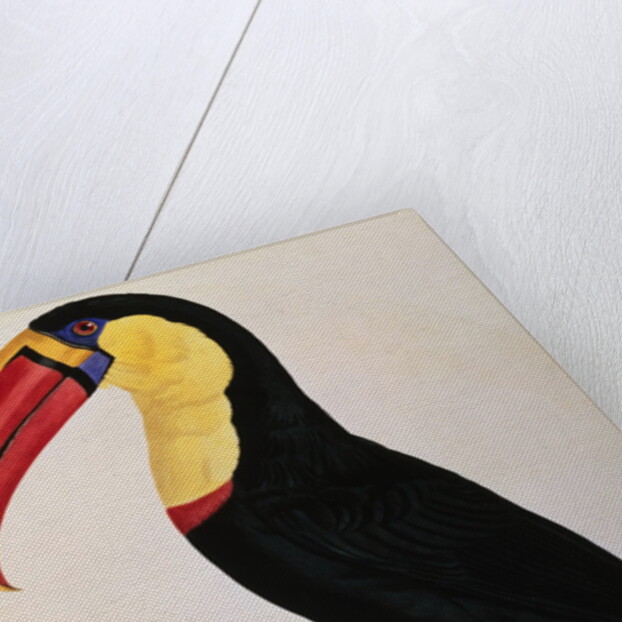 Histoire Naturelle Des Oiseaux De Paradis Et Des Rolliers Suivie De Celles Des Toucans Et Des Barbus by Anonymous