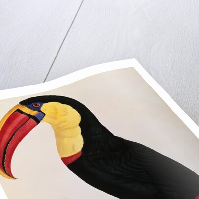 Histoire Naturelle Des Oiseaux De Paradis Et Des Rolliers Suivie De Celles Des Toucans Et Des Barbus by Anonymous