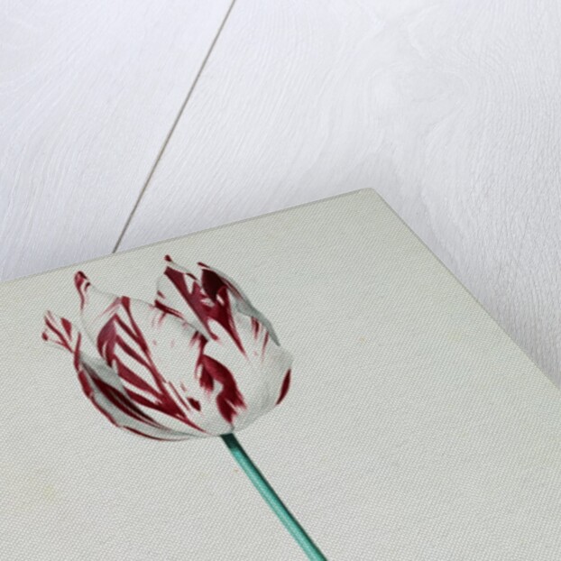 Tulips by Pieter Holsteijn II
