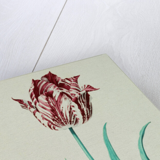 Tulips by Pieter Holsteijn II