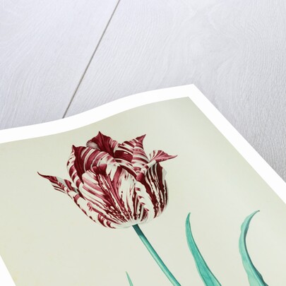 Tulips by Pieter Holsteijn II