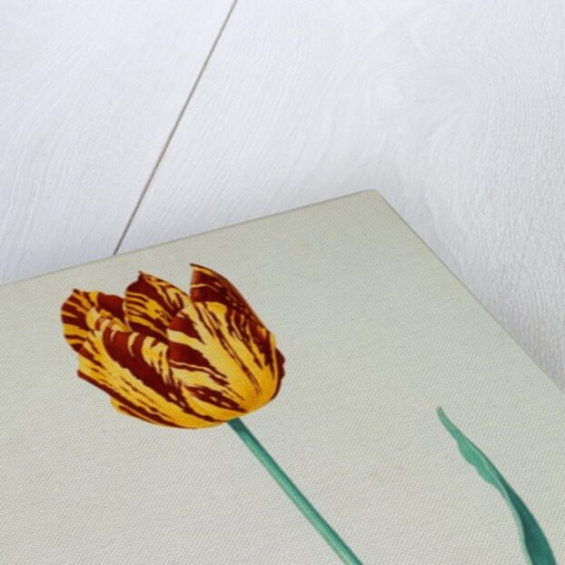 Tulips by Pieter Holsteijn II