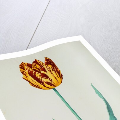 Tulips by Pieter Holsteijn II