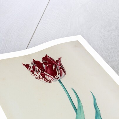 Tulips by Pieter Holsteijn II