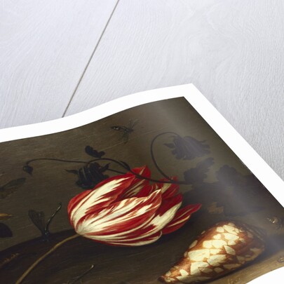 Flowers, Insects, and a Shell by Balthasar van der Ast