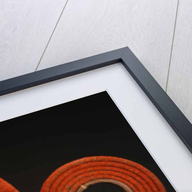 A Solomon Island Currency Roll, Tevau by Anonymous