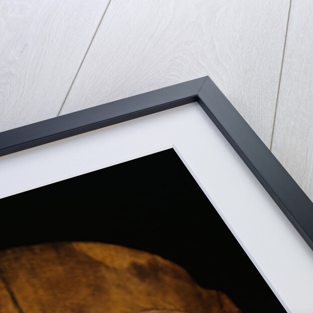 An Eskimo Wood Face Mask from Northern Alaska by Anonymous