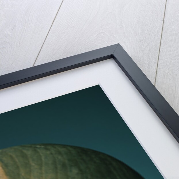 An Eskimo Wood Face Mask by Anonymous