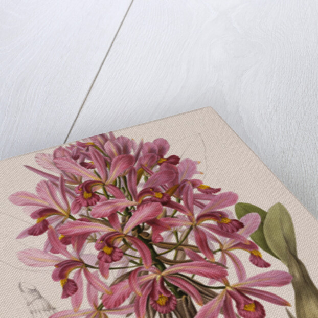 Lithograph of Orchids: Laelia Superbiens by James Bateman