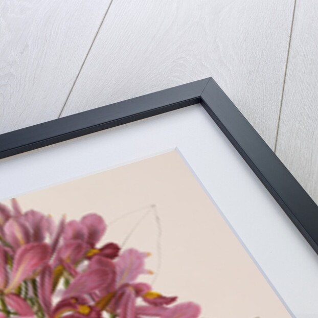 Lithograph of Orchids: Laelia Superbiens by James Bateman