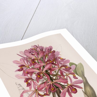 Lithograph of Orchids: Laelia Superbiens by James Bateman