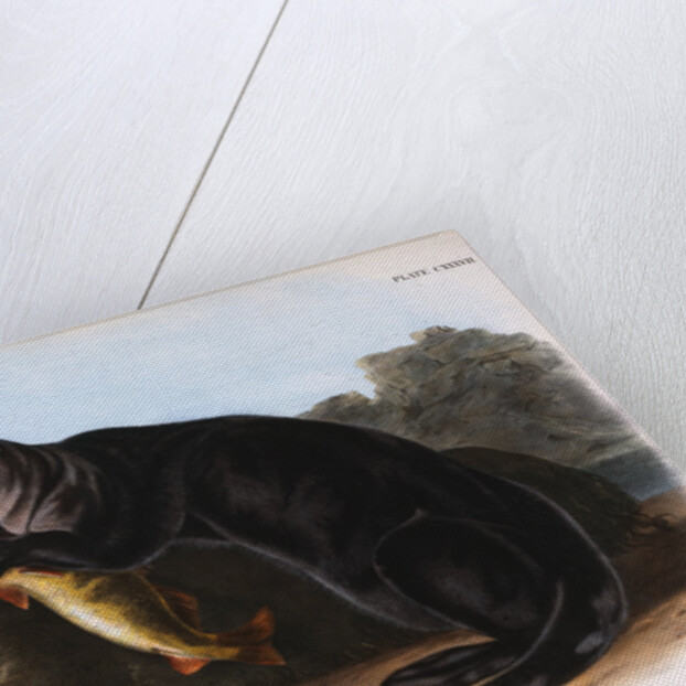 The Sea Otter by John James Audubon